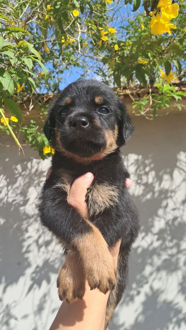 Rottweiler fêmea  - Foto 3