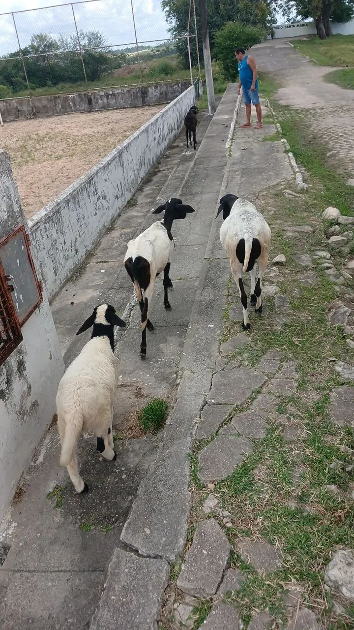 Ovelhas