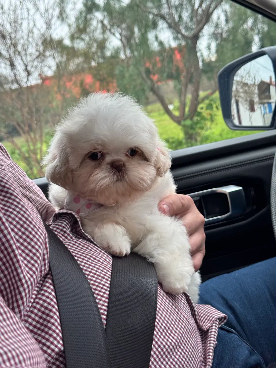 Fêmea shih tzu 