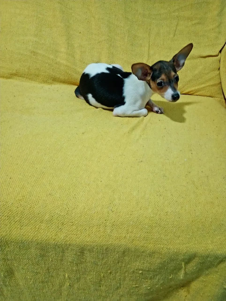 Pinscher macho com  4 mês com 2 vacina  - Foto 2