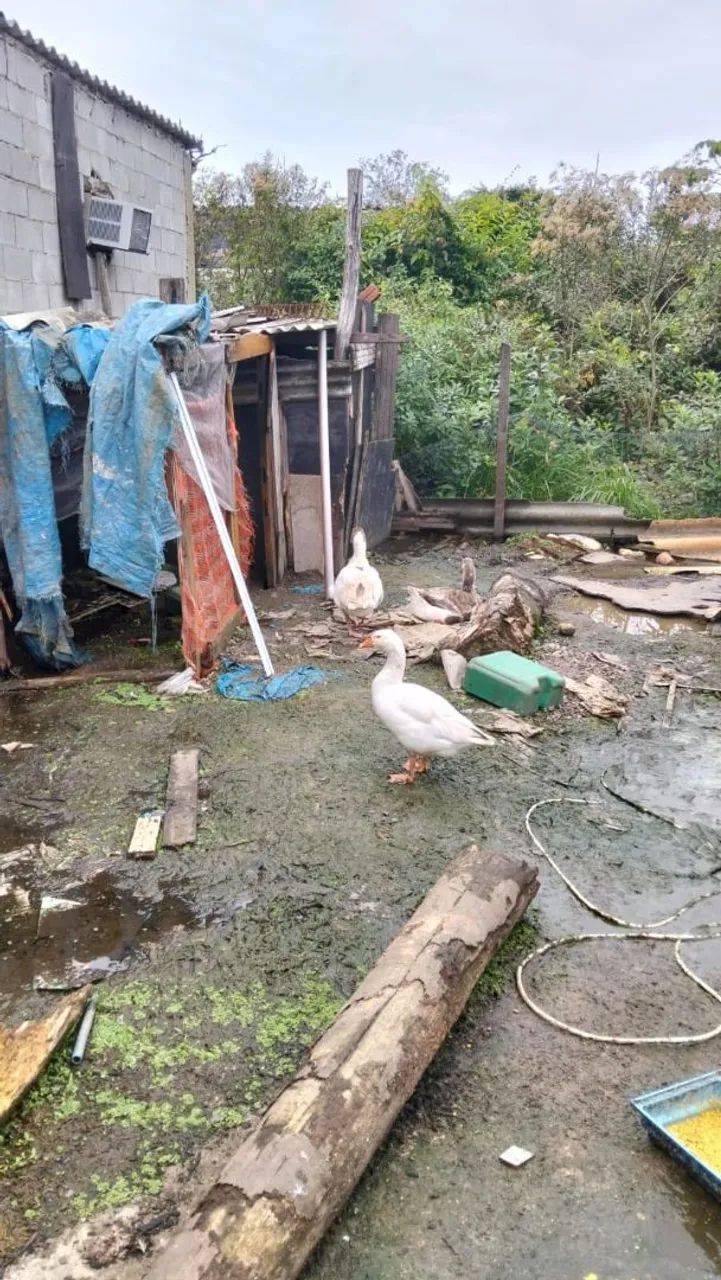 Ganso  - Foto 2