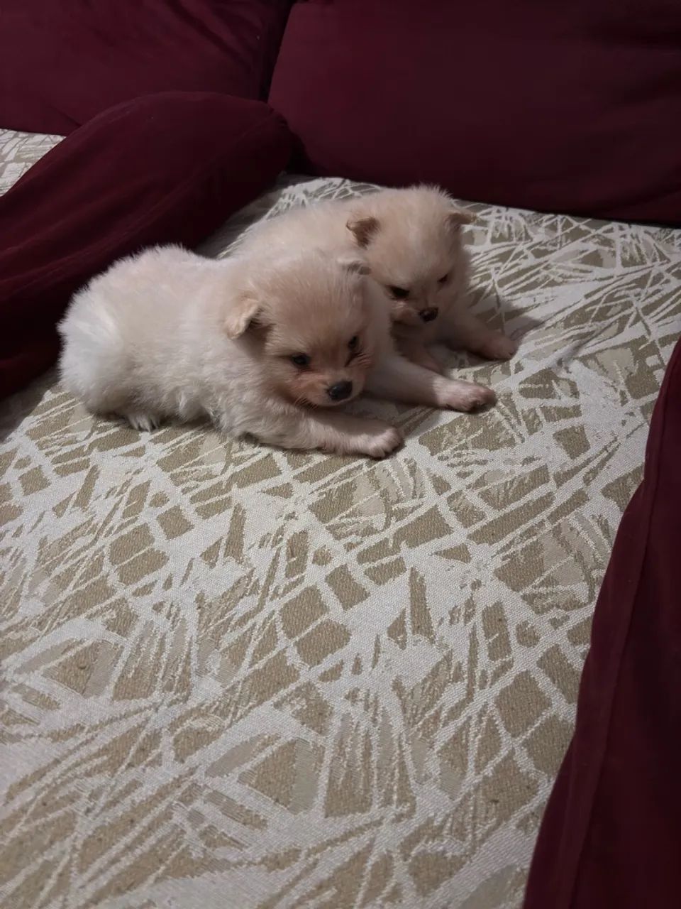 Spitz alemão  - Foto 3