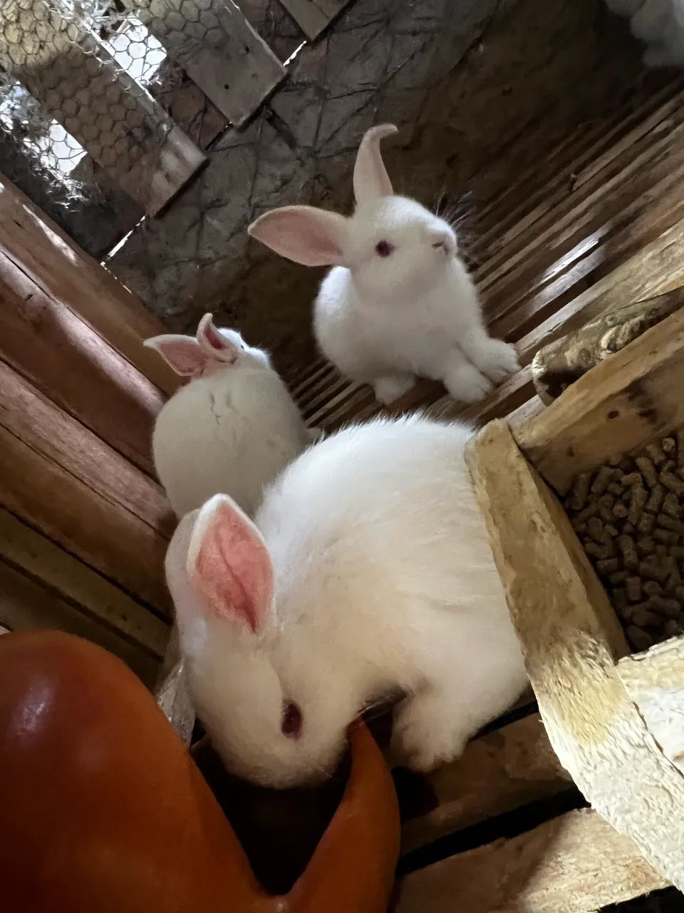 Coelho porte médio pra grande 