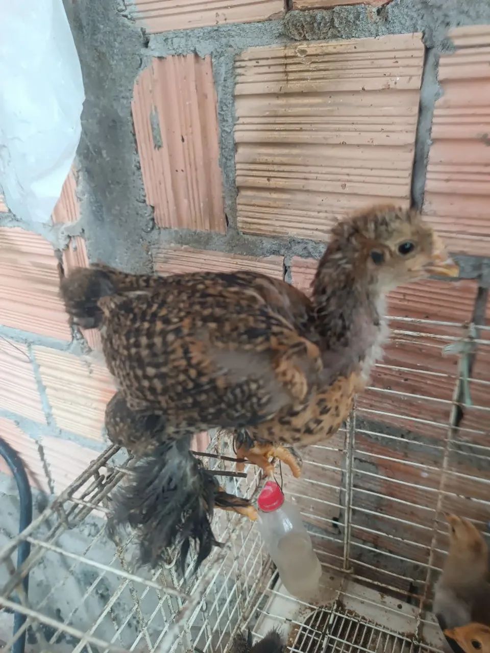 Pintos Brahma - Foto 2