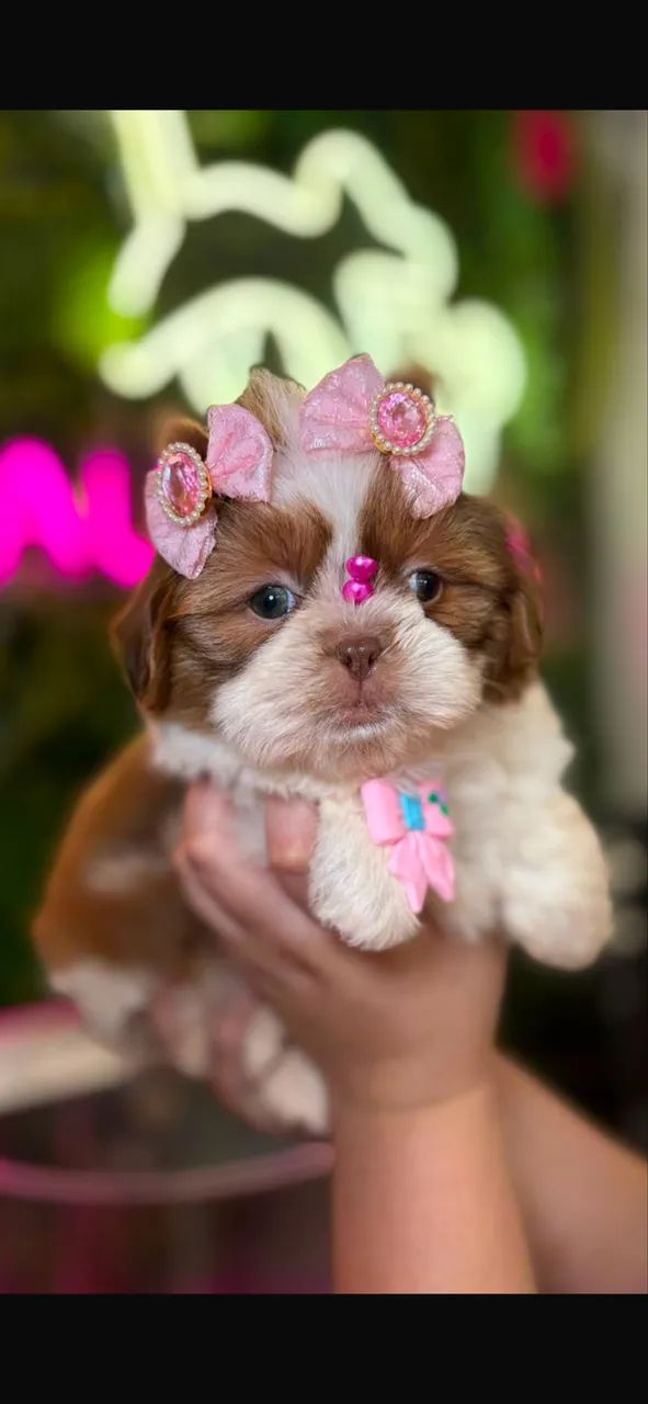 Shih tzu ! Beleza pura  - Foto 2