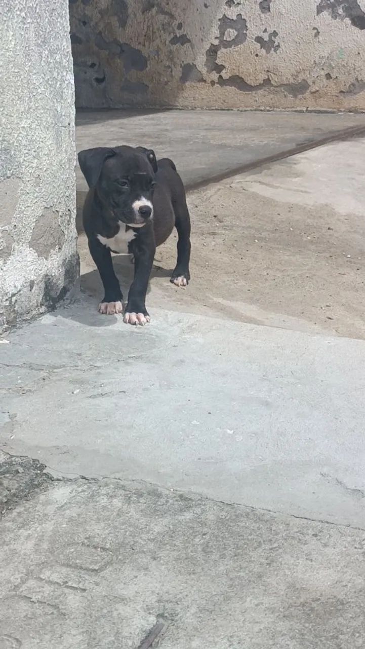Filhote de Pitbull  - Foto 4
