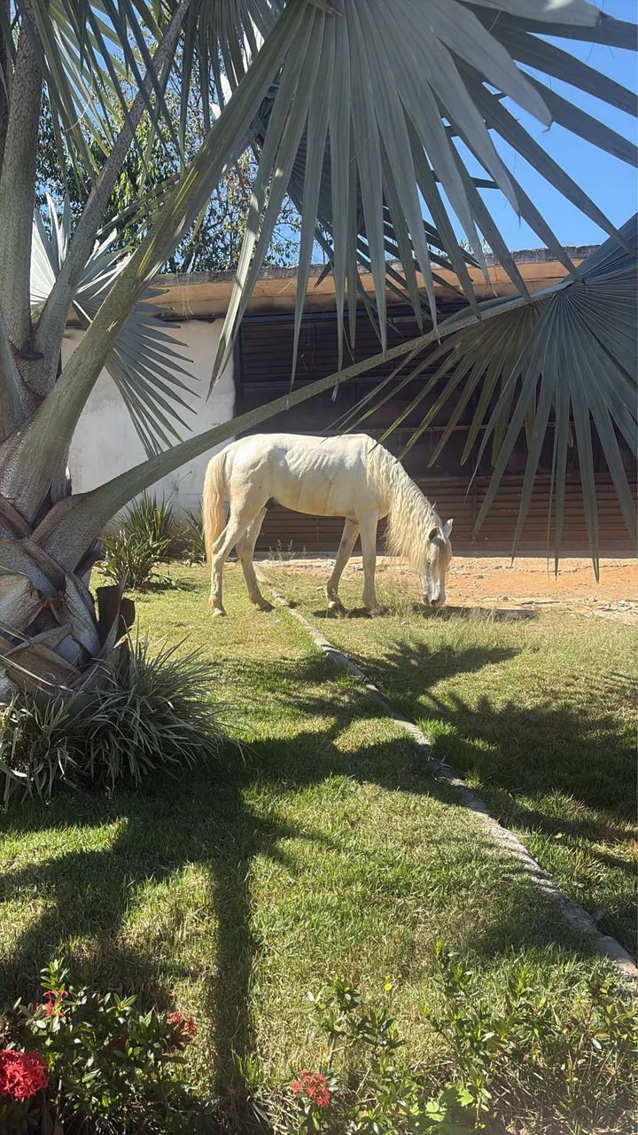 Cavalo mangalarga  - Foto 5