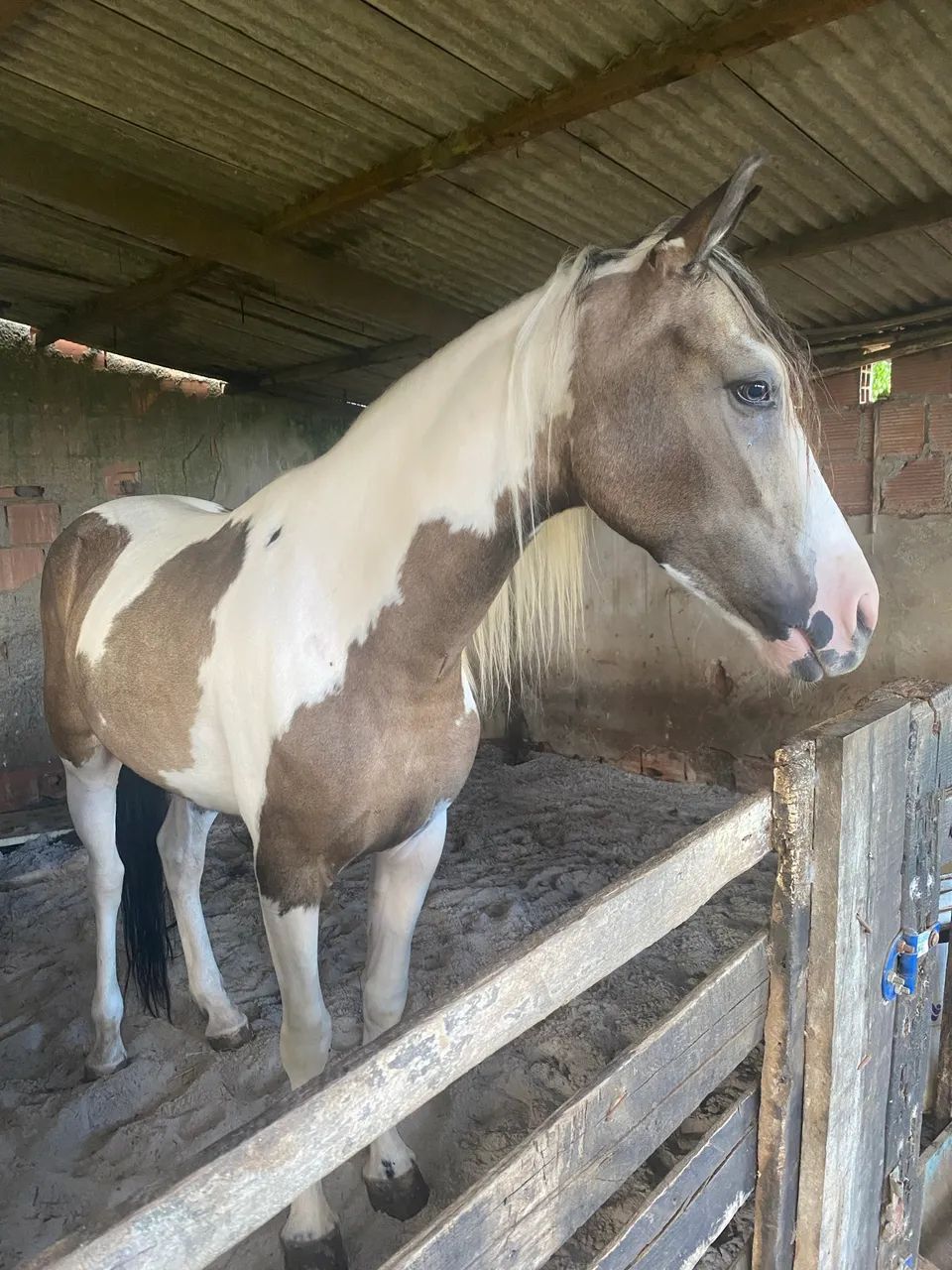Cavalo mangalarga à venda  - Foto 3