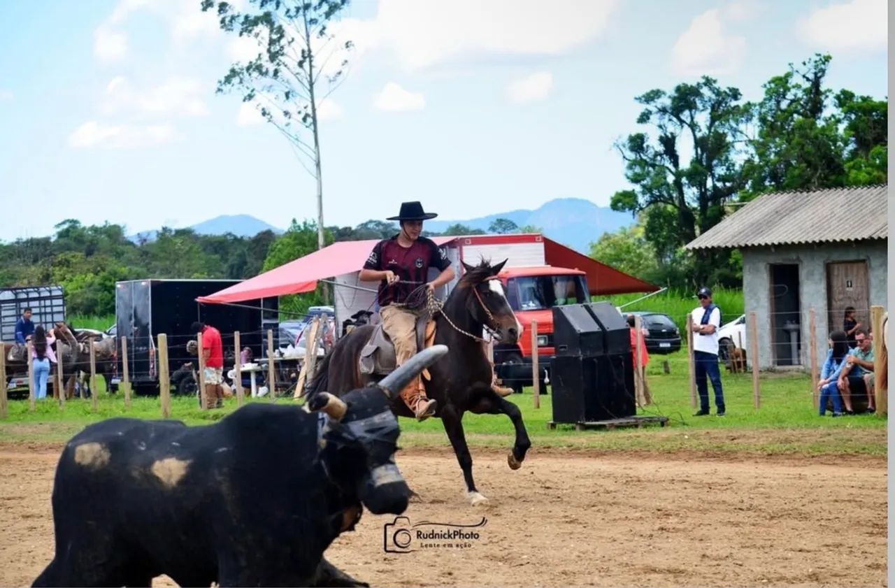 Vendo cavalo de laço  - Foto 6