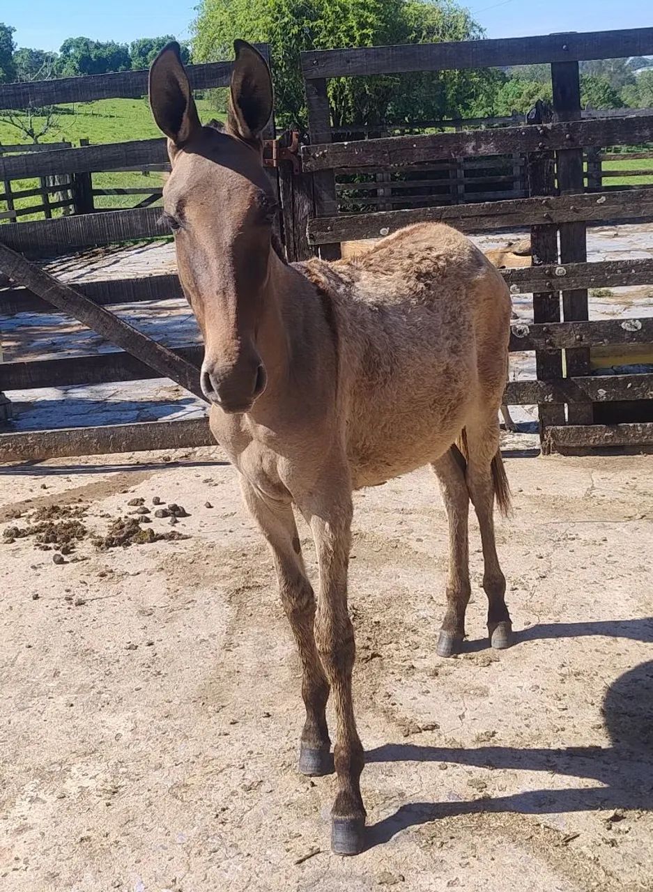 Burro - Foto 2