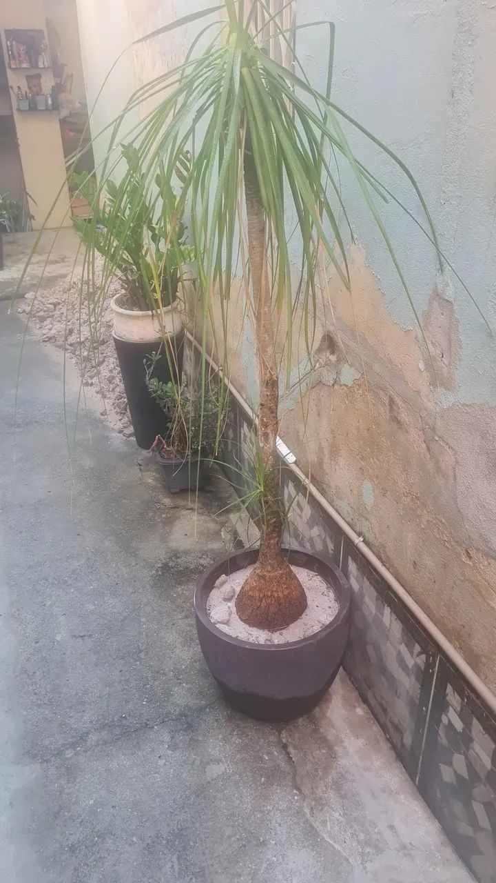 Vasos e Vidro - Foto 4