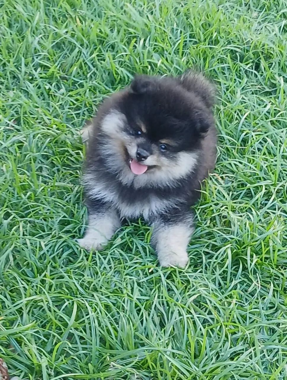 Spitz Alemão 