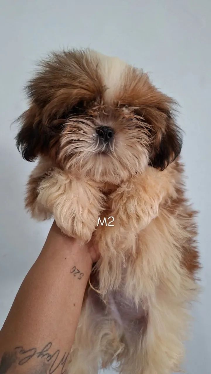 Shihtzu MACHO - Foto 2