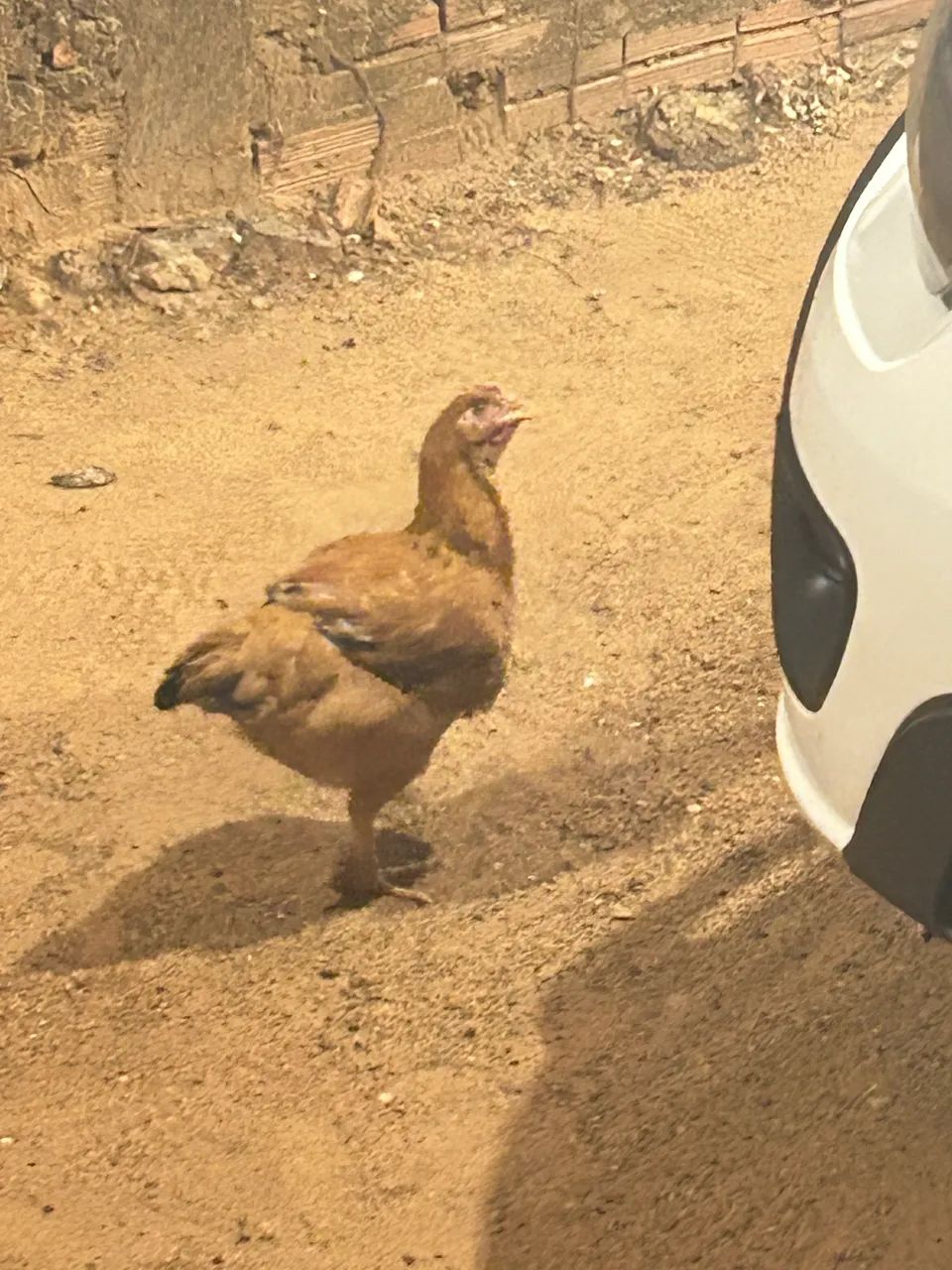 Vendo galinha atentada