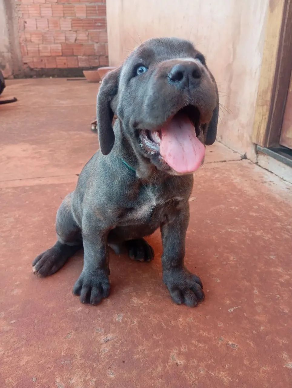 Filhote de cane corso  - Foto 3