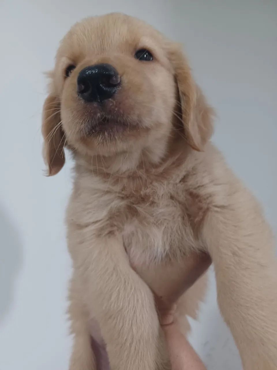 Golden Retriever  - Foto 3