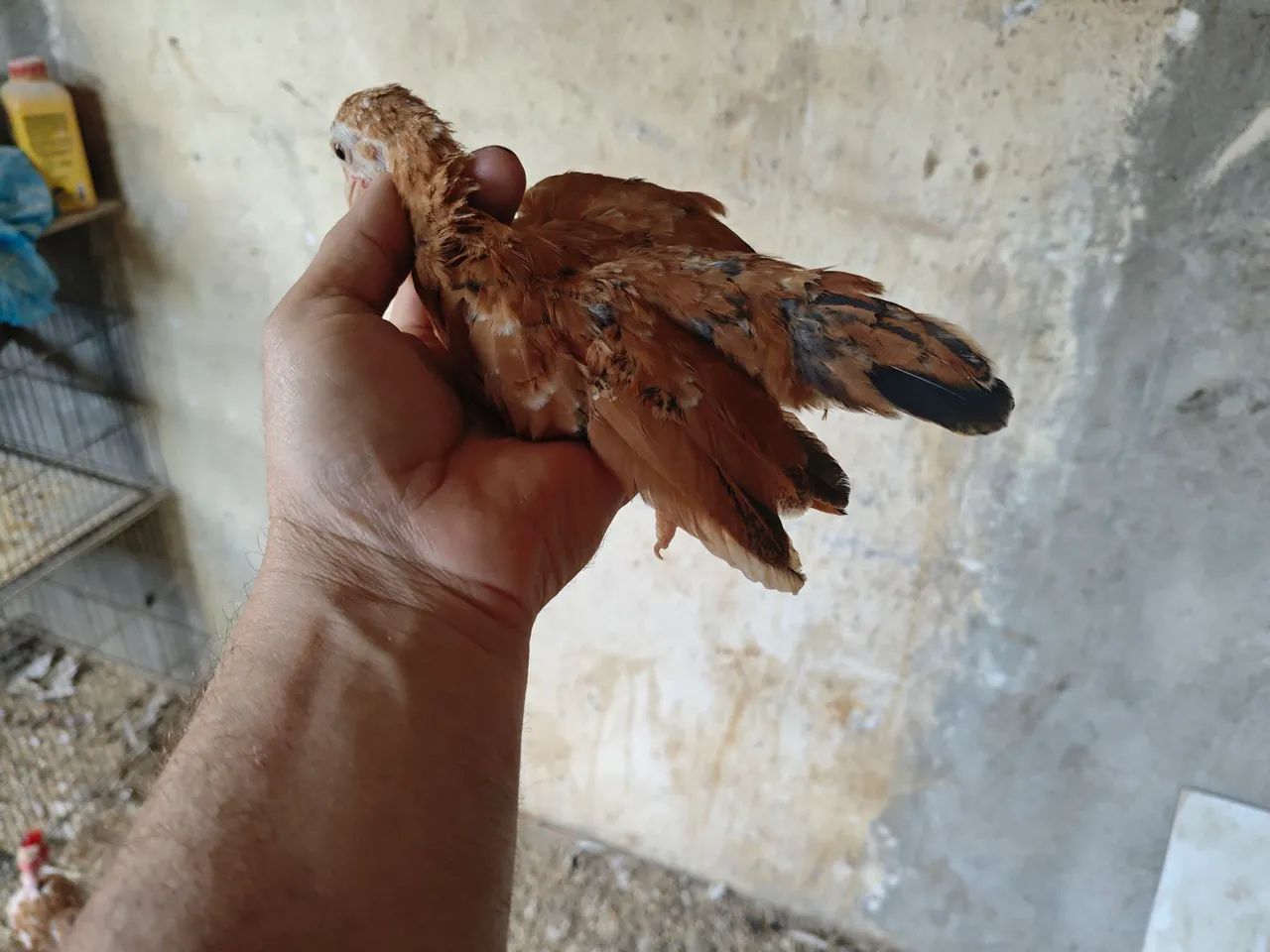 Mini garnize  - Foto 5