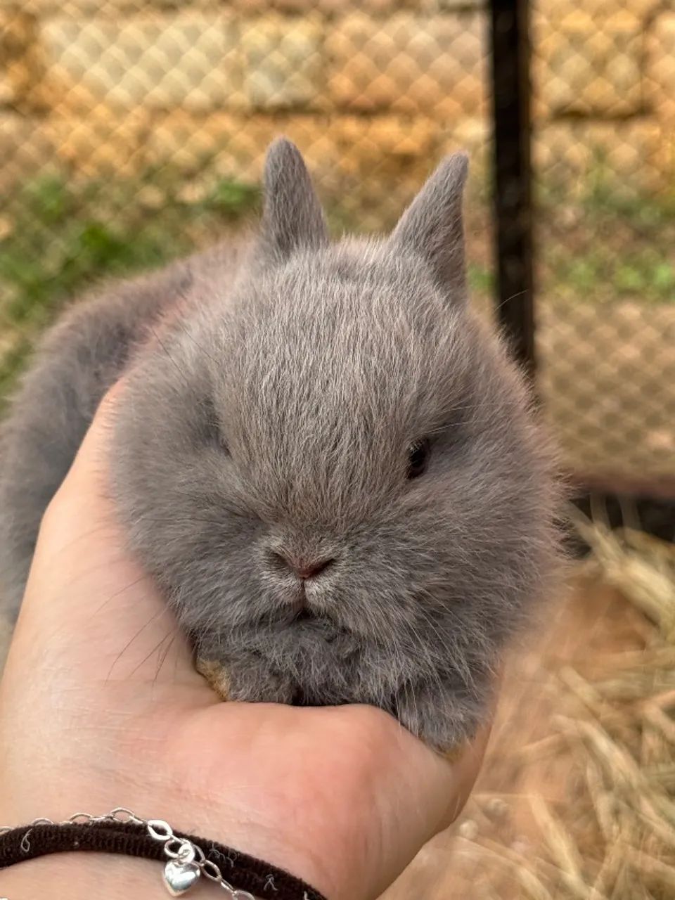 VENDO filhotes de Netherland Dwarf (Coelho Anão) ? - Foto 4