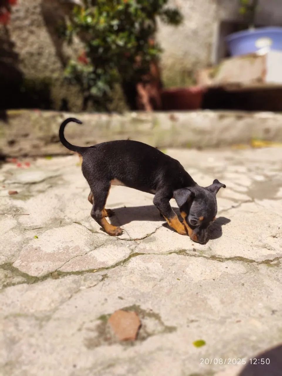 Pinscher macho 3 meses  - Foto 2