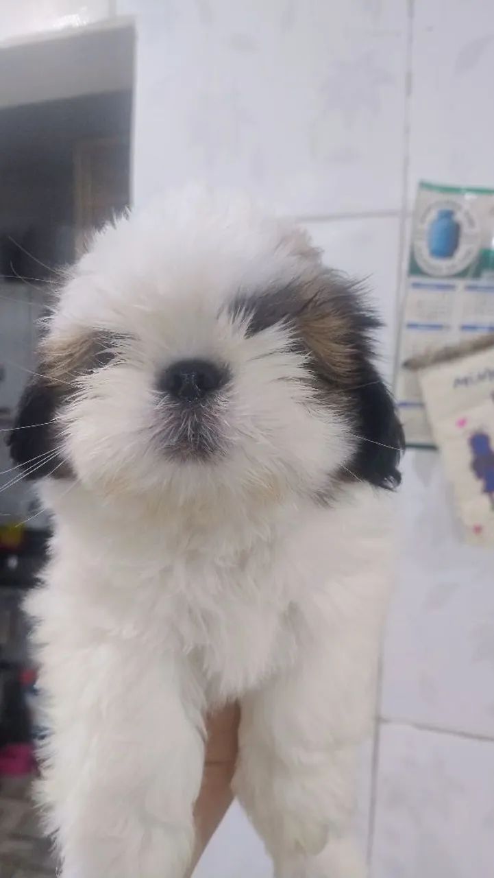 Shitzu Macho 2 meses - Foto 3