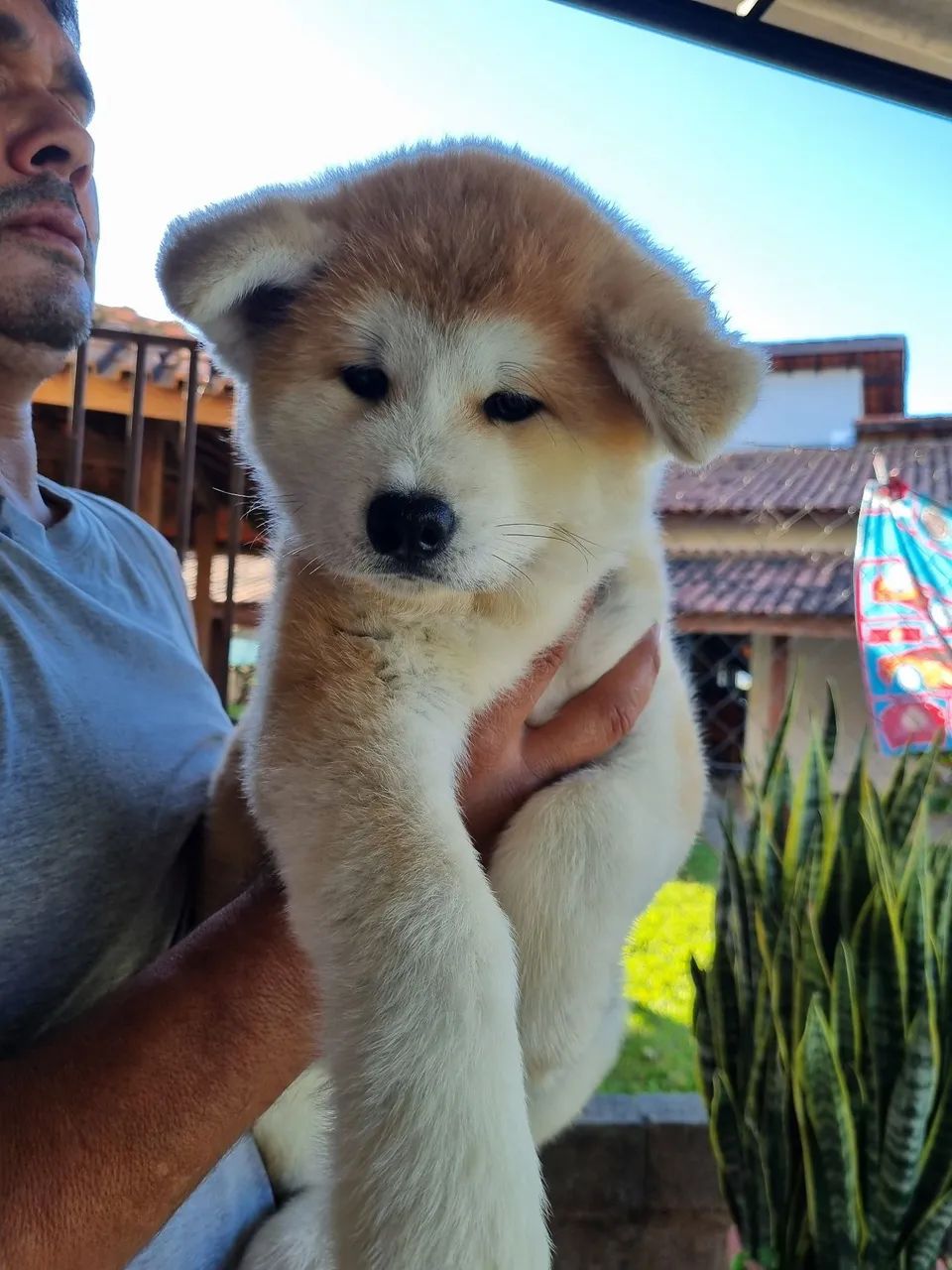 Akita Inu- Padrão Excepcional da Raça  - Foto 2