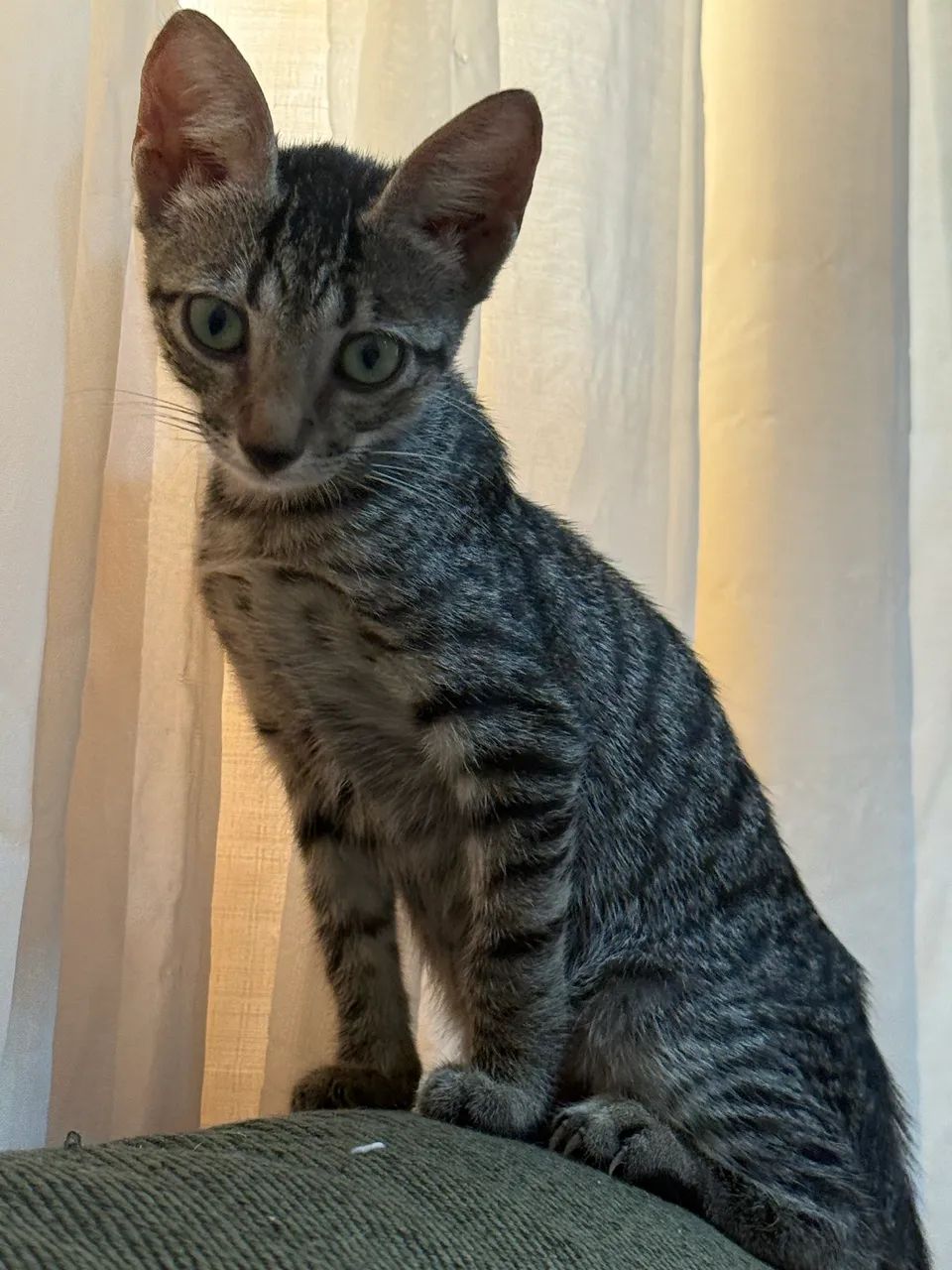 Gatinhos para Adoção  - Foto 3
