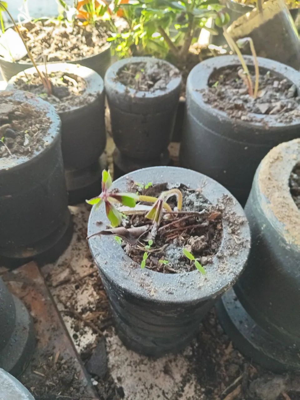 Mudas trevo  4 folhas - Foto 4
