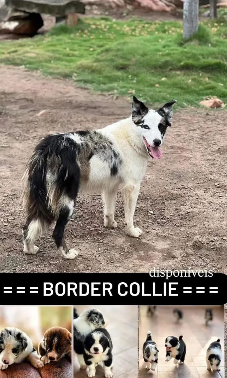 BORDER COLLIE 