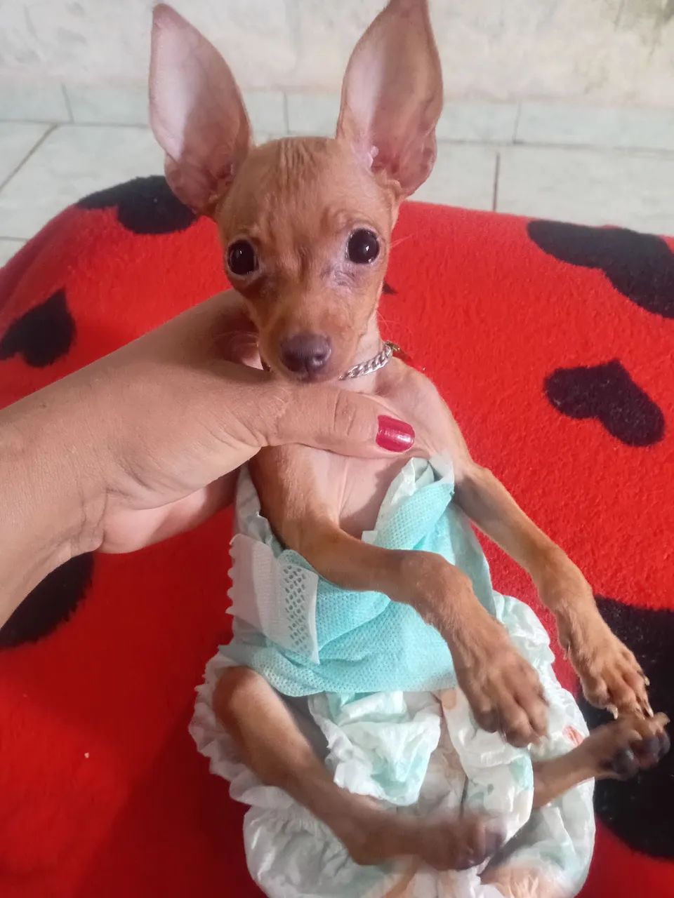 Vendo este cachorro macho pincher - Foto 2