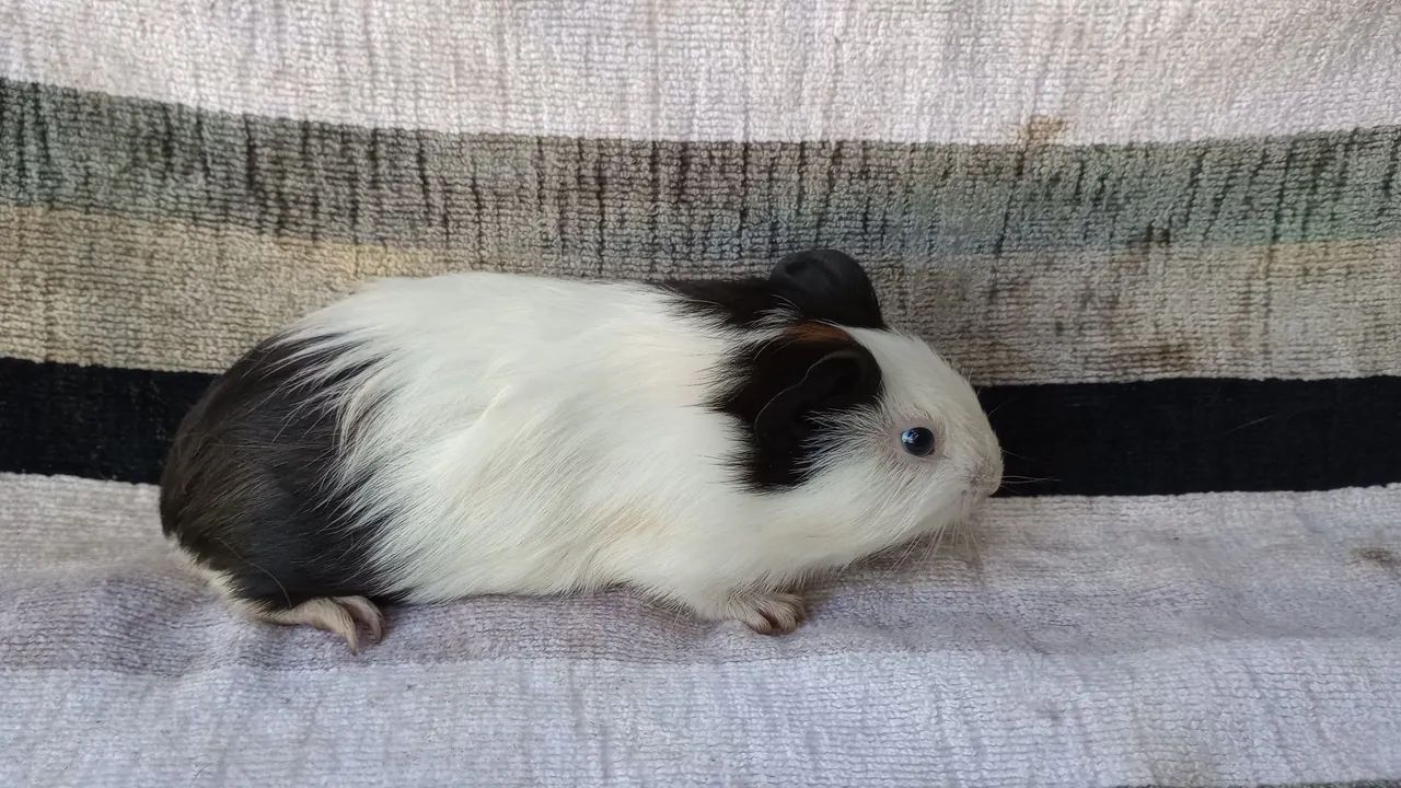 vendo porquinho da Índia  - Foto 4