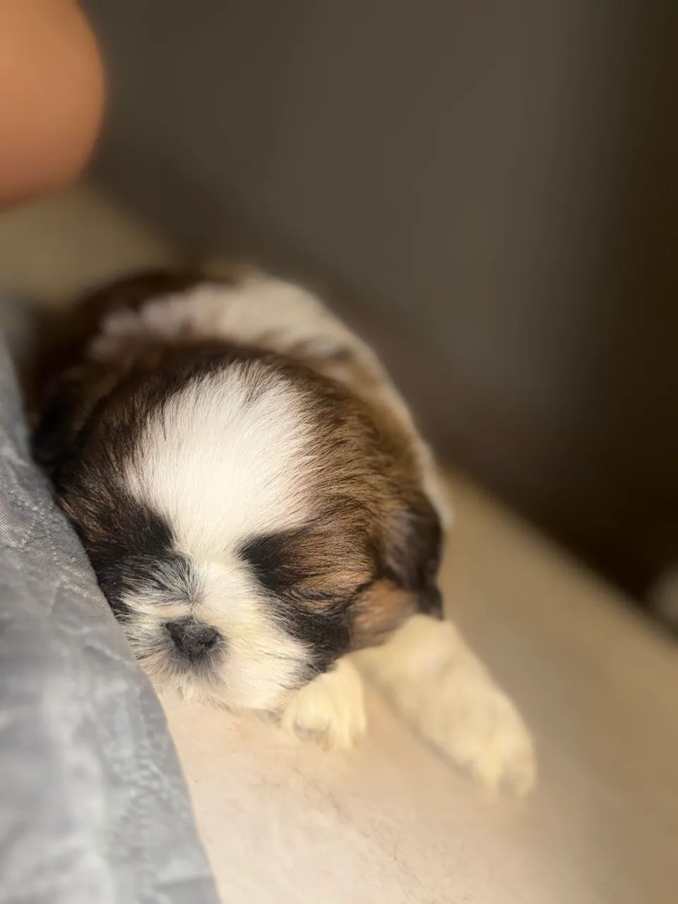 Shihtzu macho - Foto 3