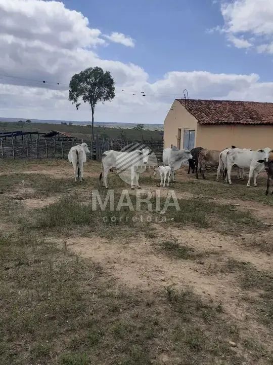 Fazenda com 140 Hectares à venda em Vertentes/PE! - Foto 2