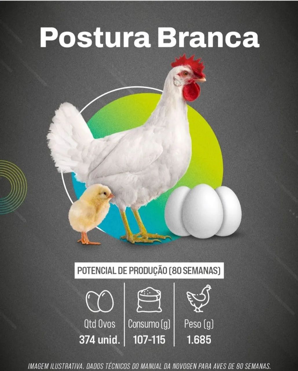 Pintinhos de postura - Foto 2