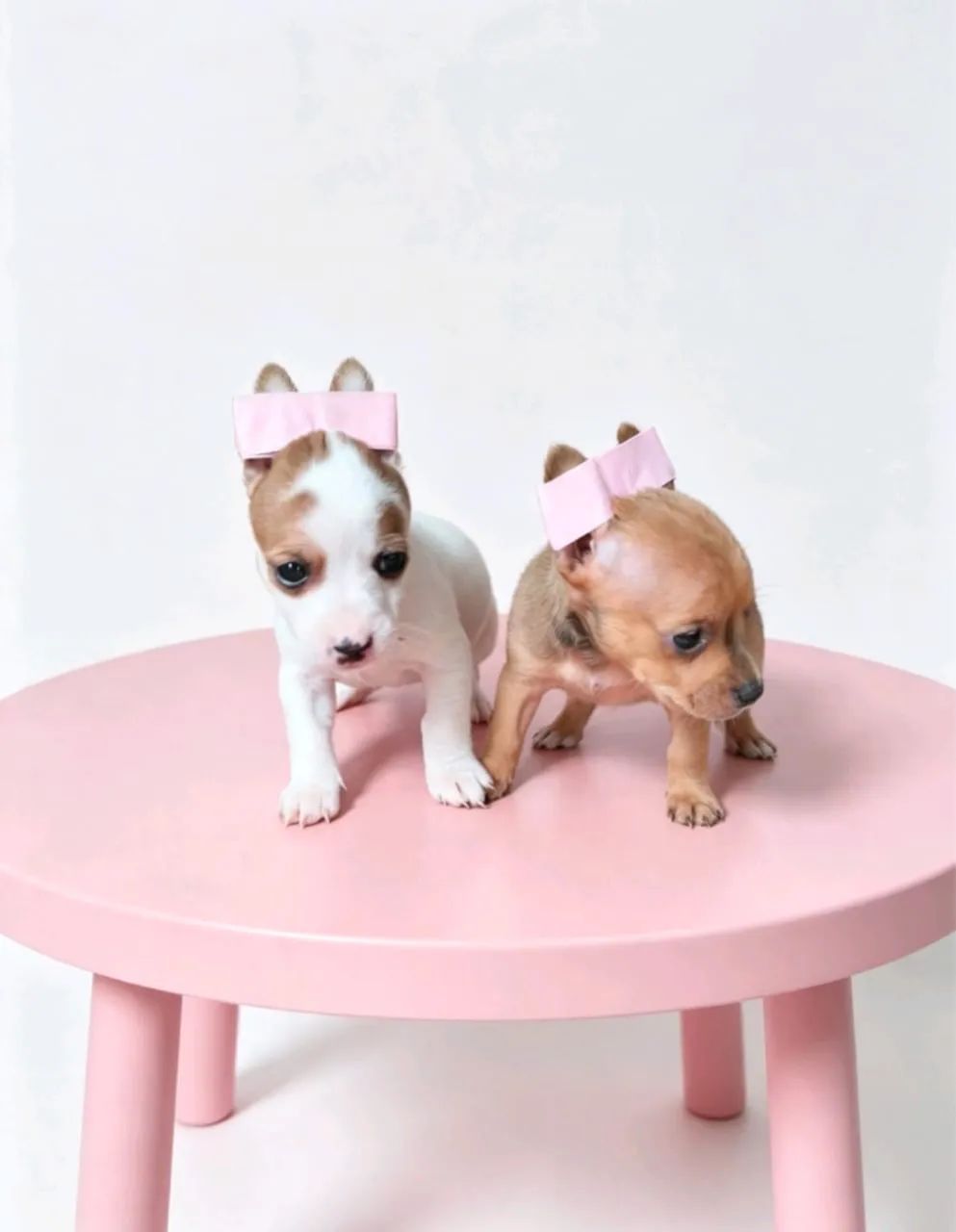 Pinscher mini disponível 