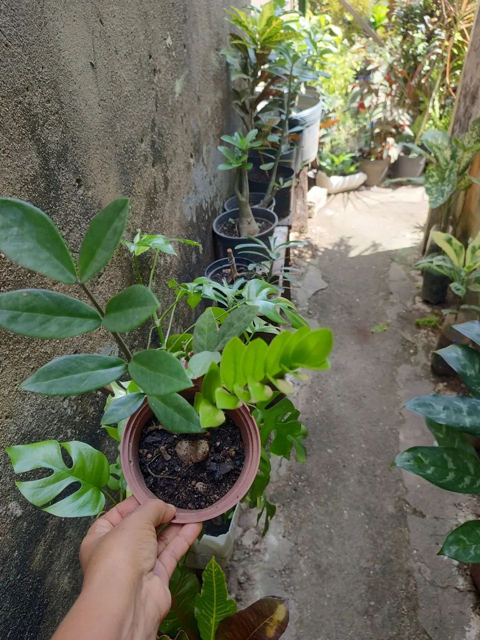 Plantas - Foto 2
