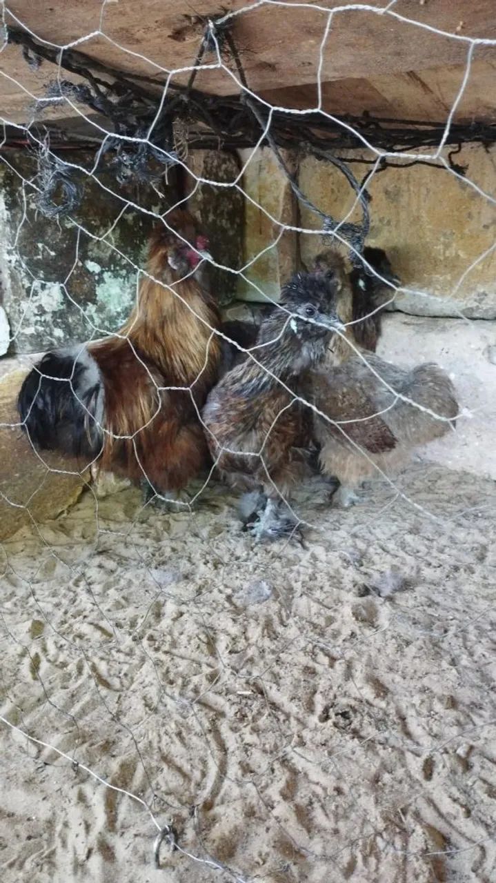 Sedosa - Foto 3