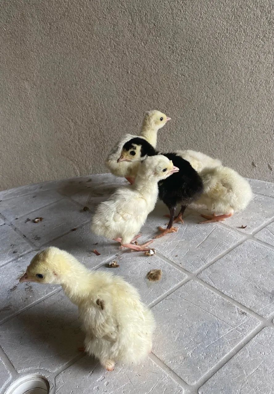 Filhotes de perus e codornas  - Foto 3