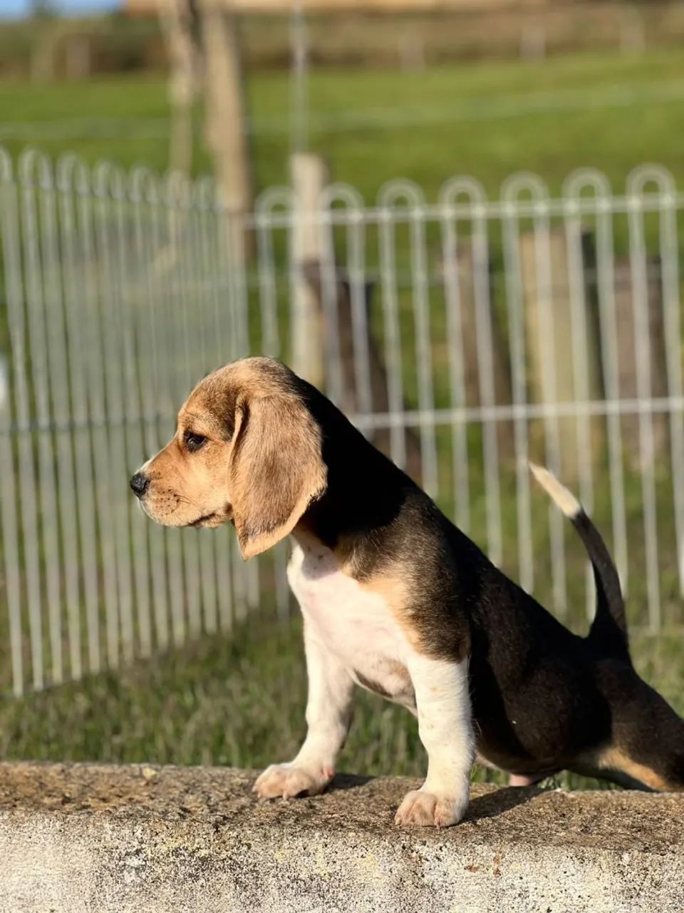 BEAGLES PERFEITOS  - Foto 2