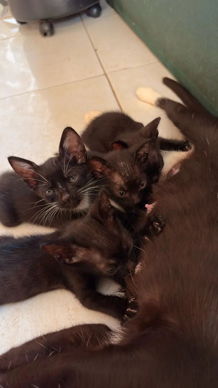 Gatos para adoção 