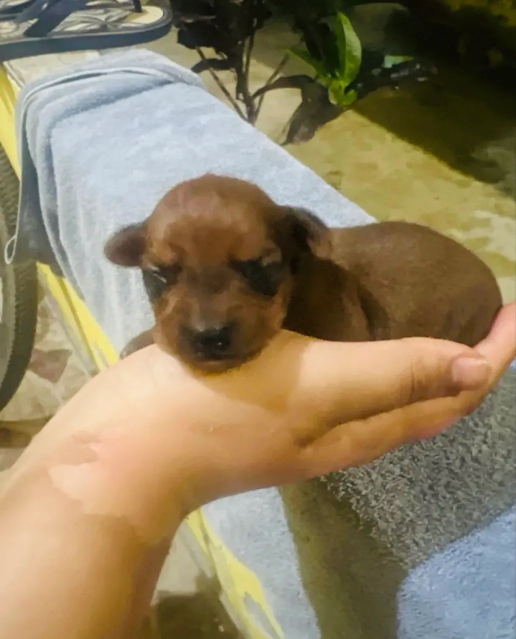 Pinsher macho 1 marrom  - Foto 5