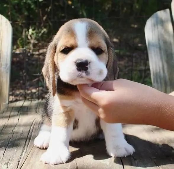 13 Polegadas, Filhotes Beagle com Pedigree. - Foto 5