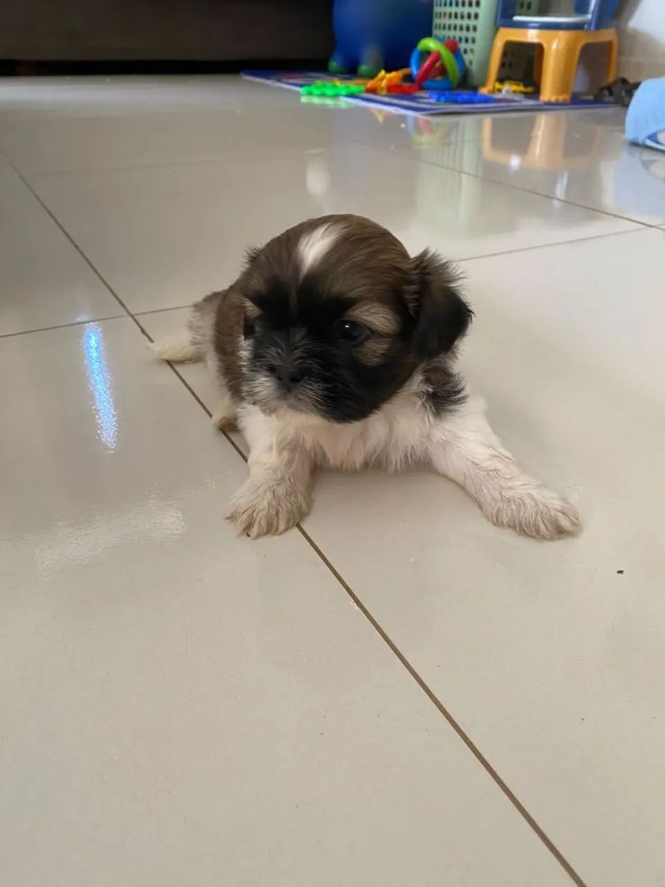 Cachorro Shitsu Macho - Foto 3