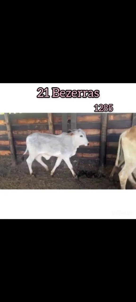 21 Bezerras  - Foto 2