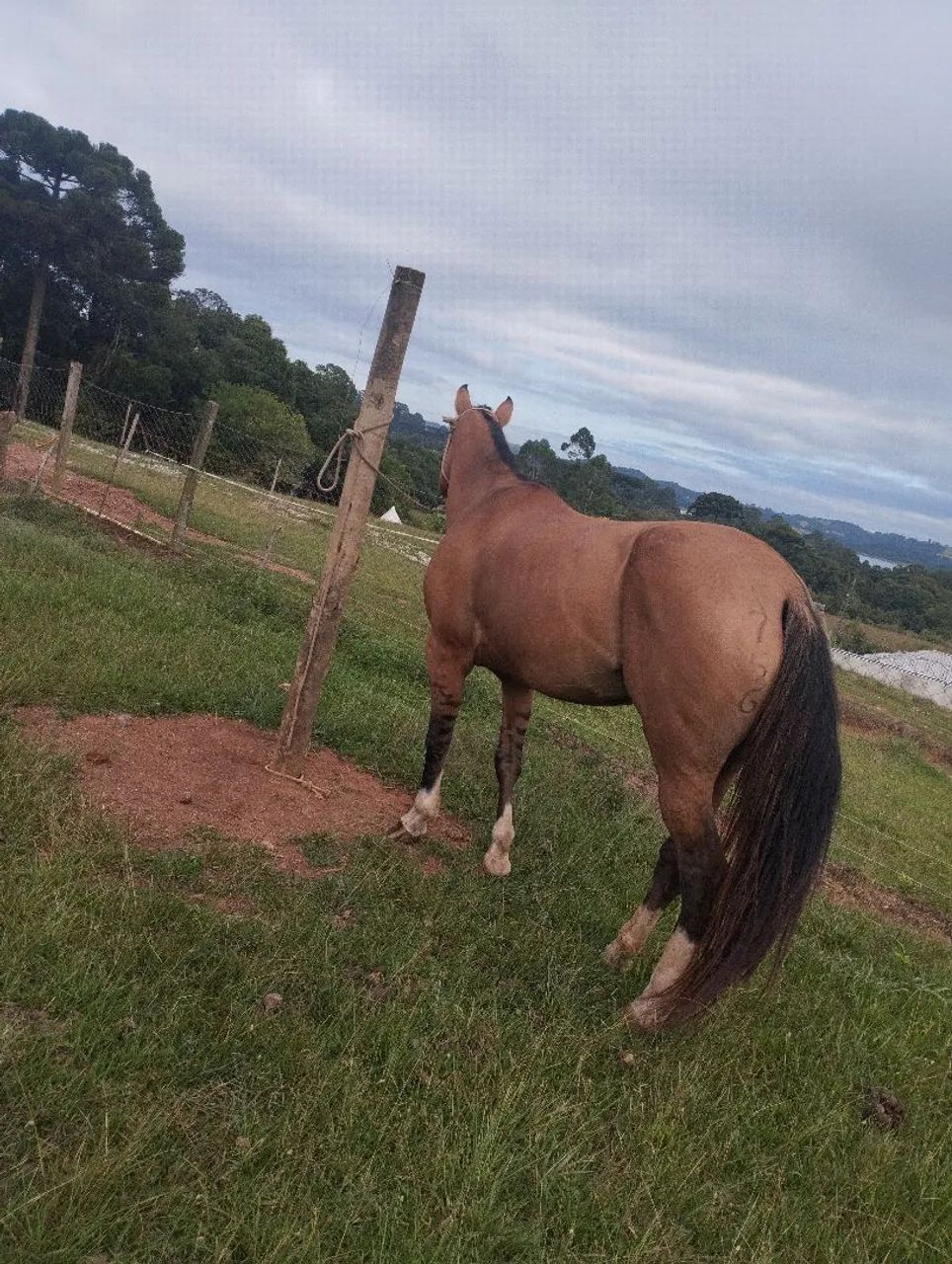 Cavalo  - Foto 3