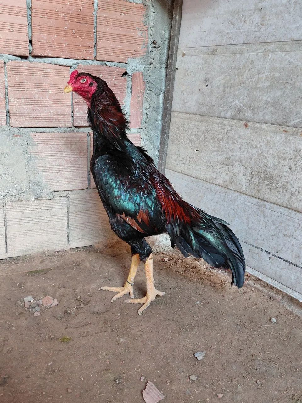 Frango shamo  - Foto 2