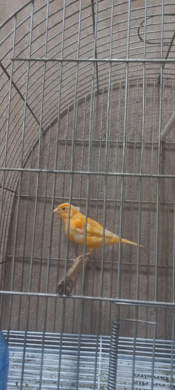 Calça cenoura  - Foto 2