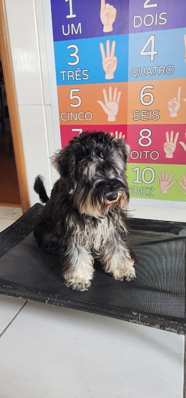 Schnauzer