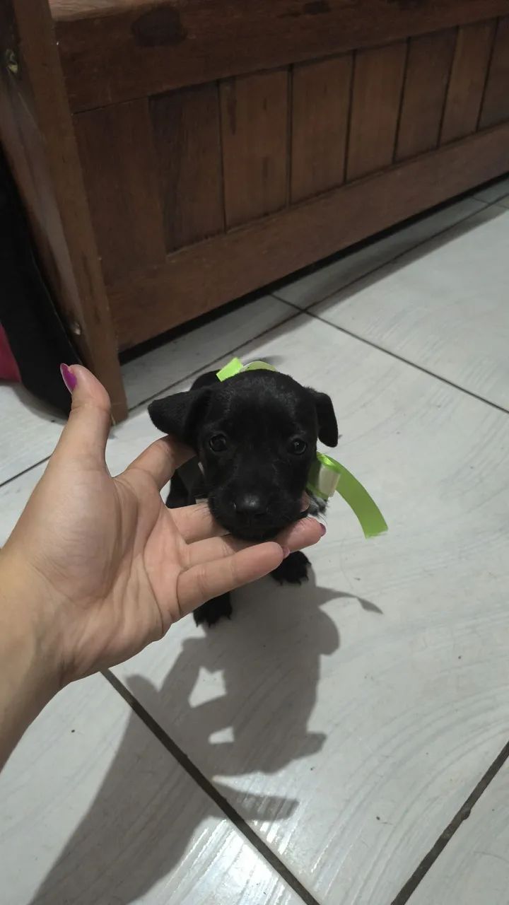 Pinscher  - Foto 3