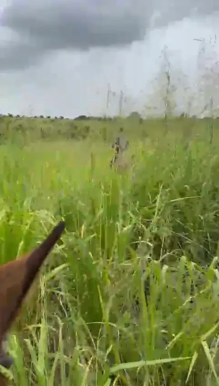 Fazenda a venda, em Breu Branco - Pará!!! - Foto 2