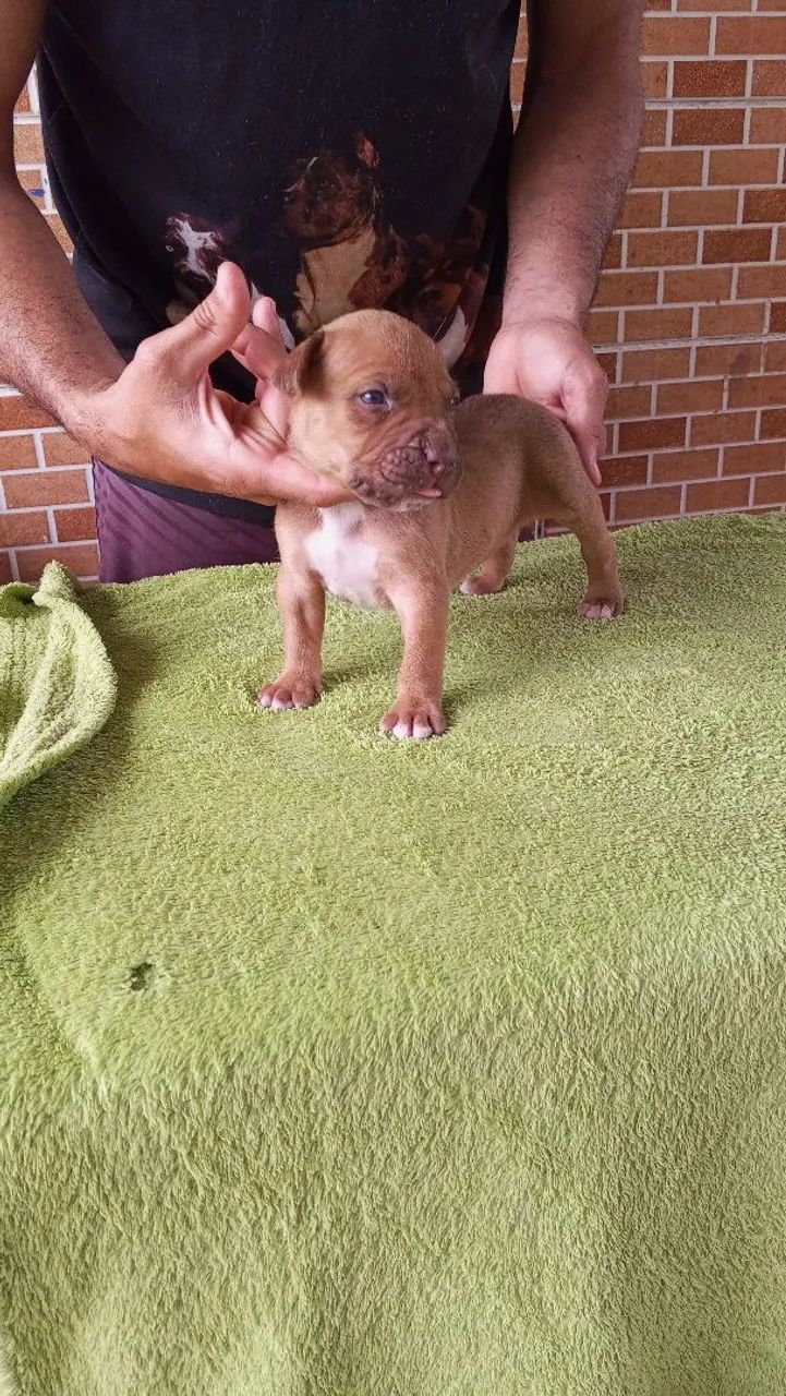 Pit monster - Foto 4